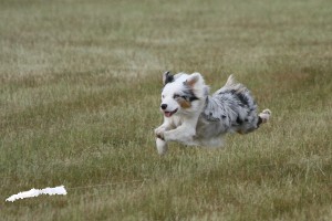 Lure Coursing in Oswego, IL: Leash on Life